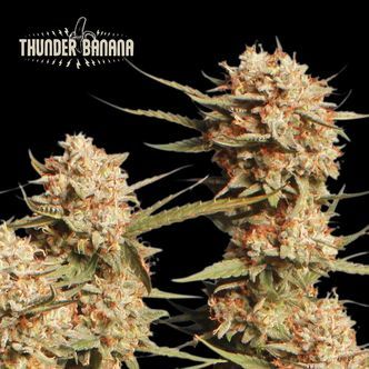Thunder Banana Auto (Seedstockers Superior) feminizowane