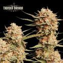 Thunder Banana Automat (Seedstockers) feminizowane