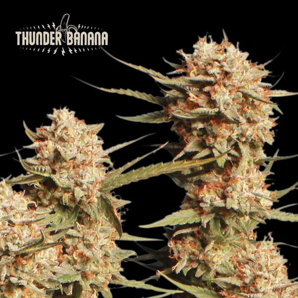 Thunder Banana Automat (Seedstockers) feminizowane