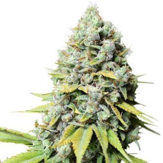 Kosher Haze (Super Sativa Seed Club) feminizowane