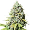 Kosher Haze (Super Sativa Seed Club) feminizowane
