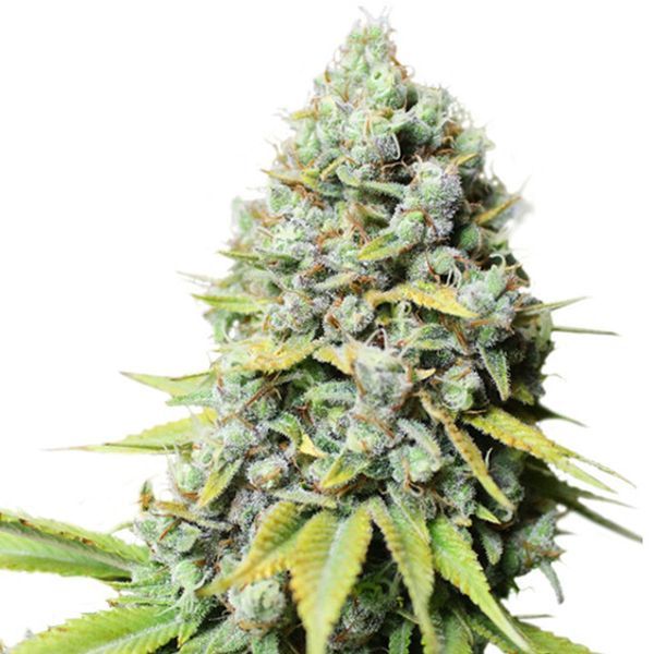 Kosher Haze (Super Sativa Seed Club) feminizowane