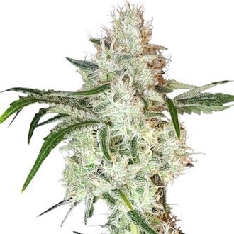 Lemon OG (Super Sativa Seed Club) feminizowane