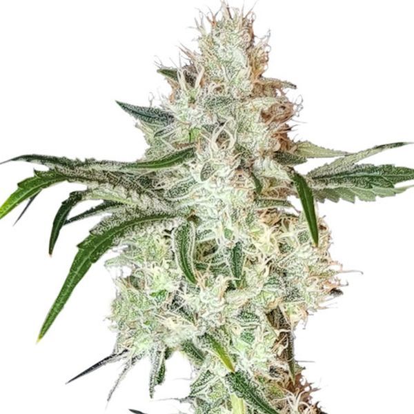 Lemon OG (Super Sativa Seed Club) feminizowane