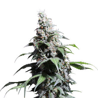 Pineapple Poison (Super Sativa Seed Club) nasiona marihuany feminizowane