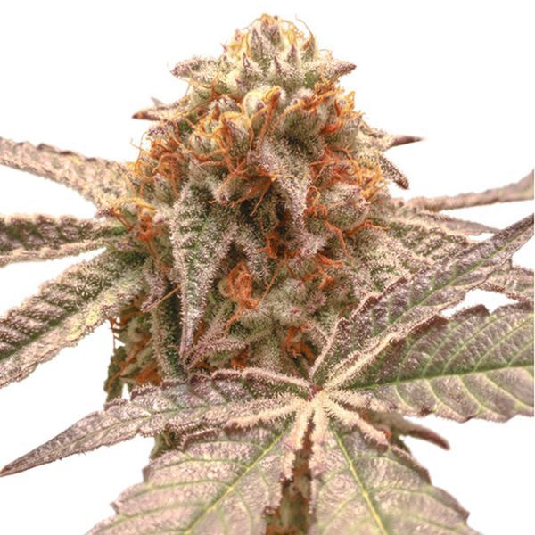 Purple OG Punch (Super Sativa Seed Club) nasiona marihuany feminizowane