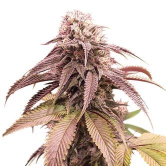 Strawberry Cookies (Super Sativa Seed Club) feminizowane