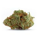 Naranja Biscotti Fast Version (Growers Choice) feminizowane