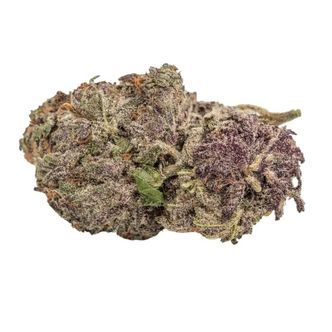 Ultra Violet GMO (Growers Choice) feminizowane