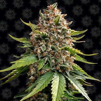 White Widow XXL Automat (Barney's Farm) Nasiona feminizowane