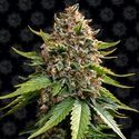 White Widow XXL Automat (Barney's Farm) Nasiona feminizowane