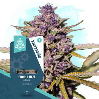 Purple Haze Automatic (Zamnesia Seeds) feminizowane