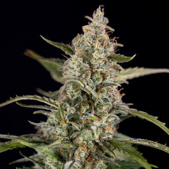 Purple Haze Automat (Zamnesia Seeds) feminizowane