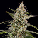 Purple Haze Automat (Zamnesia Seeds) feminizowane