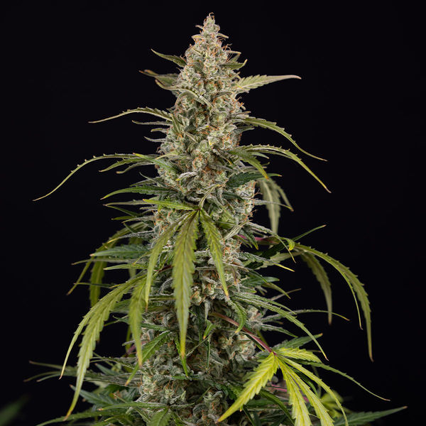 Purple Haze Automat (Zamnesia Seeds) feminizowane