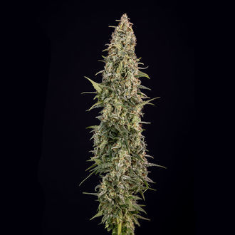 Purple Haze Automat (Zamnesia Seeds) feminizowane