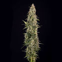 Purple Haze Automat (Zamnesia Seeds) feminizowane