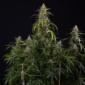 Purple Haze Automat (Zamnesia Seeds) feminizowane