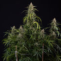 Purple Haze Automat (Zamnesia Seeds) feminizowane