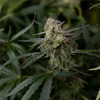 Purple Haze Automat (Zamnesia Seeds) feminizowane