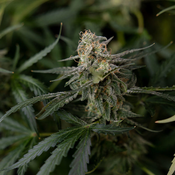 Purple Haze Automat (Zamnesia Seeds) feminizowane