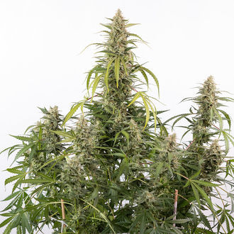 Purple Haze Automat (Zamnesia Seeds) feminizowane