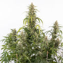 Purple Haze Automat (Zamnesia Seeds) feminizowane