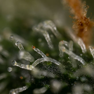 Purple Haze Automat (Zamnesia Seeds) feminizowane