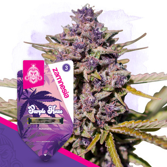 Purple Haze Automat (Zamnesia Seeds) feminizowane