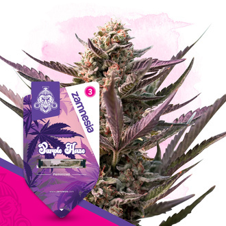 Purple Haze (Zamnesia Seeds) feminizowane