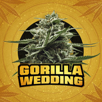Gorilla Wedding (BSF Seeds x Zamnesia Seeds) feminizowane
