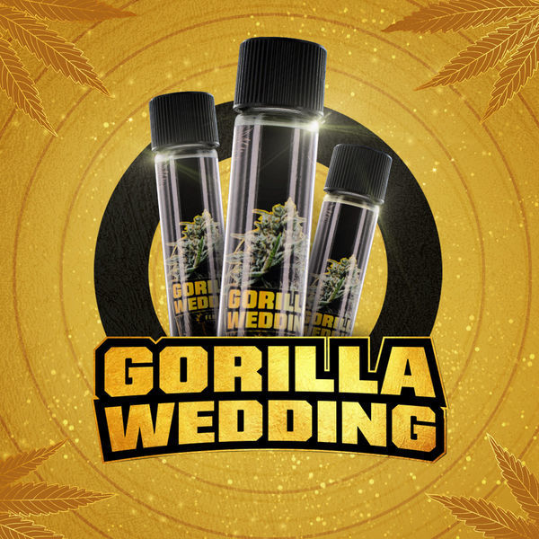 Gorilla Wedding (BSF Seeds x Zamnesia Seeds) feminizowane