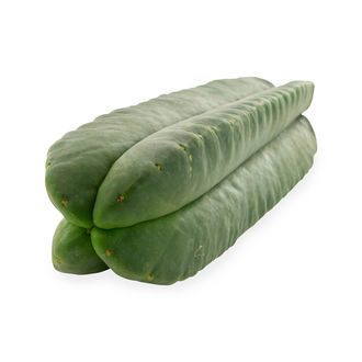 Super Pedro – 4 żebra (Echinopsis scopulicola)