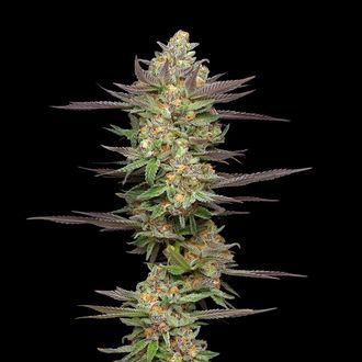 Mint Jelly Automat (Humboldt Seed Company) nasiona marihuany feminizowane