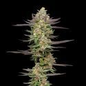 Mint Jelly Automat (Humboldt Seed Company) nasiona marihuany feminizowane