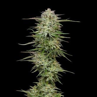 Pound Town Automat (Humboldt Seed Company) feminizowane