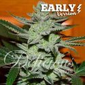 Unknown Kush - Early Version (Delicious Seeds) feminizowane