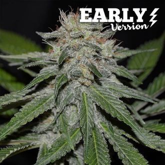 Critical Neville Haze - Early Version (Delicious Seeds) feminizowane