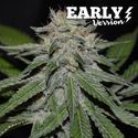 Critical Neville Haze - Early Version (Delicious Seeds) feminizowane