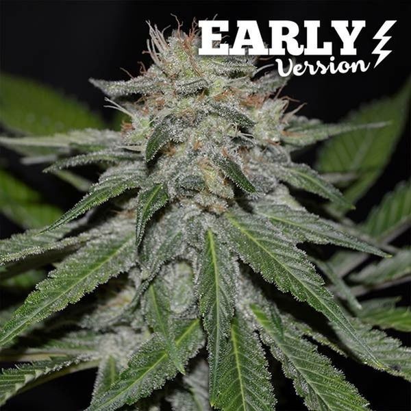 Critical Neville Haze - Early Version (Delicious Seeds) feminizowane
