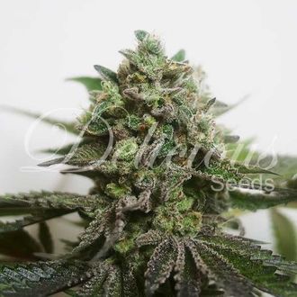 Delimed CBD Plus (Delicious Seeds) feminizowane