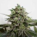 Delimed CBD Plus (Delicious Seeds) feminizowane