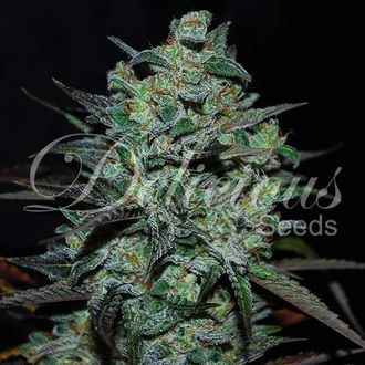 Northern Light Blue THC-Free (Delicious Seeds) feminizowane