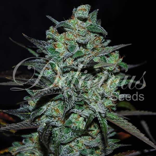 Northern Light Blue THC-Free (Delicious Seeds) feminizowane