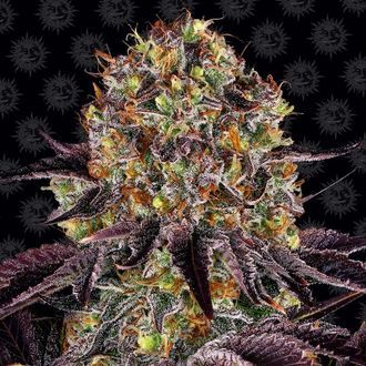 Runtz x Layer Cake (Barney's Farm) feminizowane