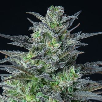 Auto Sleepy Joe (Anesia Seeds) feminizowane