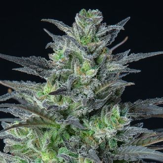 Auto Sleepy Joe (Anesia Seeds) feminizowane
