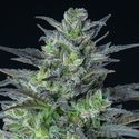 Auto Sleepy Joe (Anesia Seeds) feminizowane