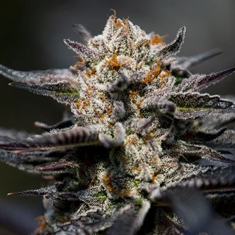 Calypso Sunrocks (Anesia Seeds) Feminizowane