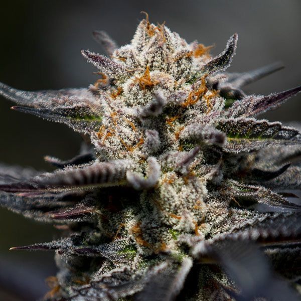 Calypso Sunrocks (Anesia Seeds) Feminizowane